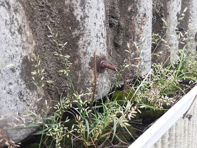 雑草が生えた雨樋